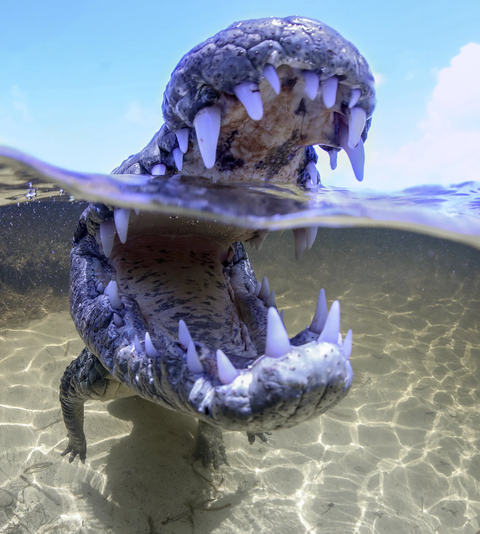 Crocodile Diving off Banco Chinchorro Three day Reporttem_title